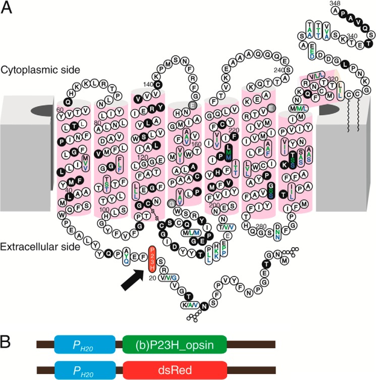 FIGURE 1.