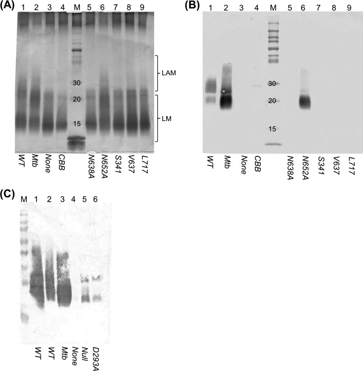 FIGURE 5.