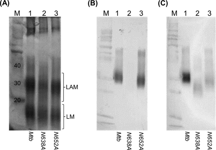 FIGURE 7.