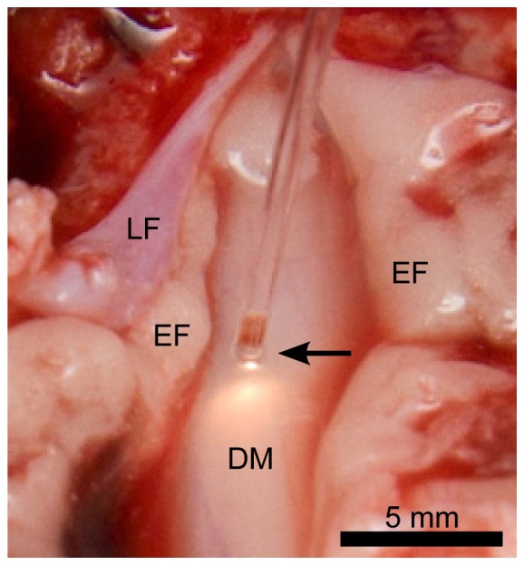 Fig. 5