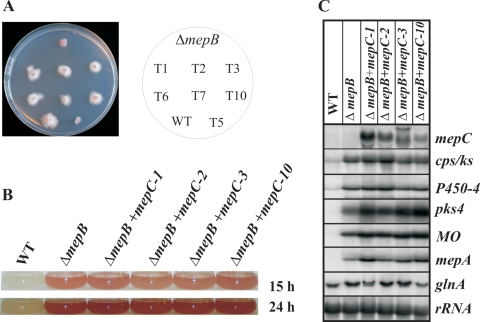 FIG. 11.