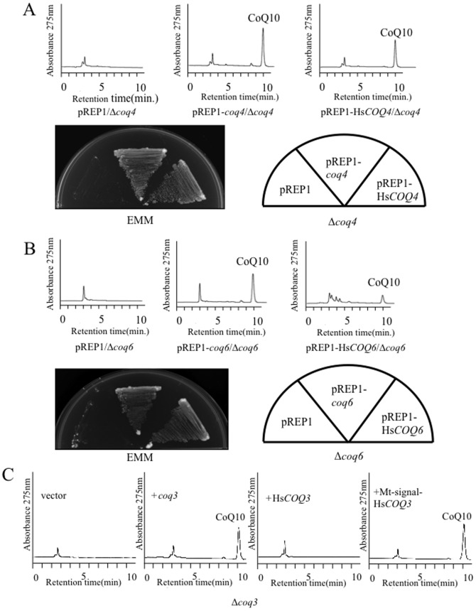 Figure 6