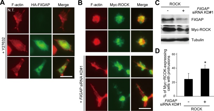 FIGURE 5: