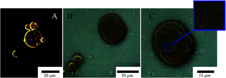 Fig. 9