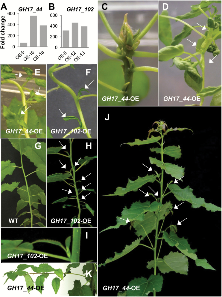 Fig. 5.