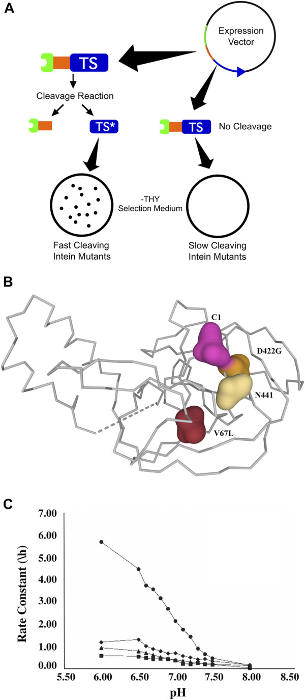 FIGURE 4