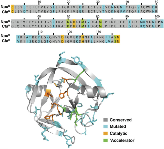 FIGURE 11