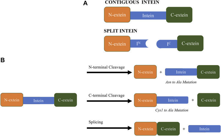 FIGURE 1