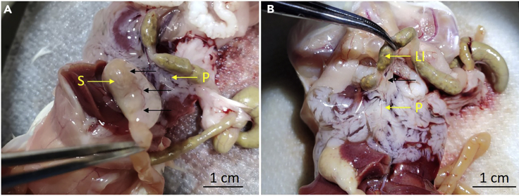 Figure 2