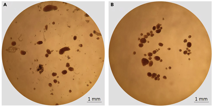 Figure 3