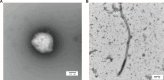 Fig 7