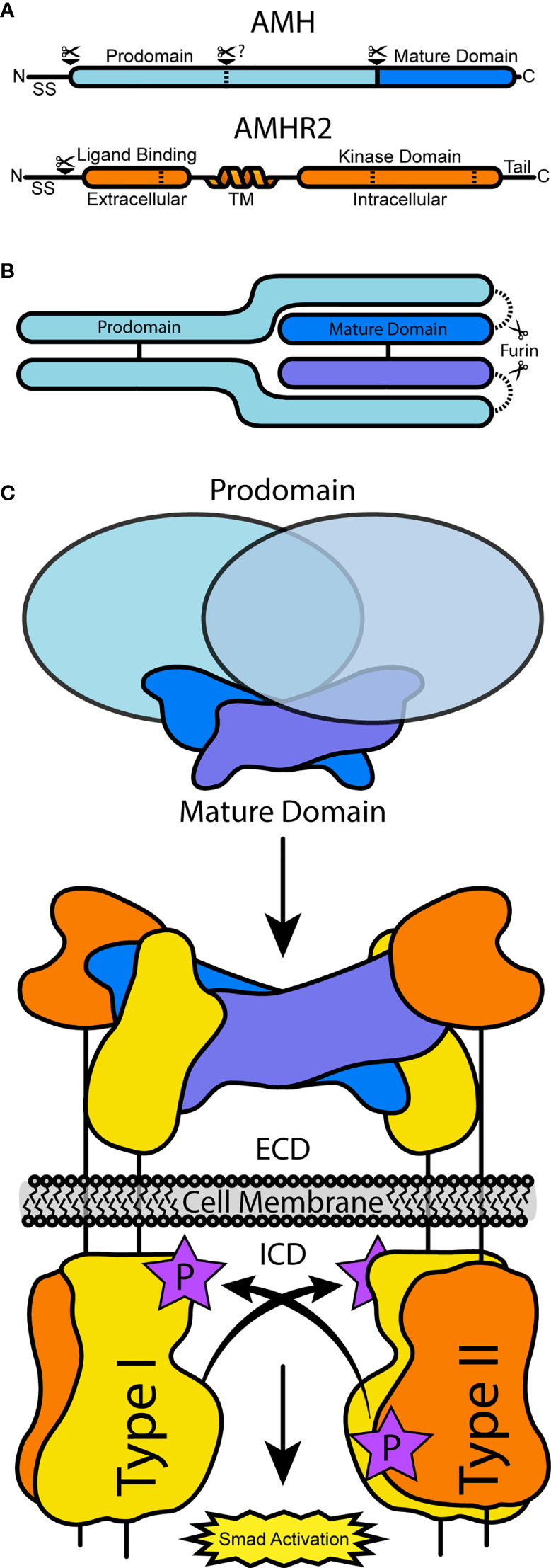 Figure 1