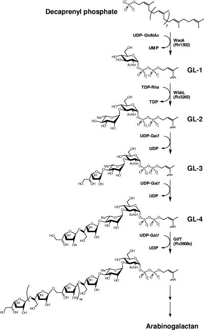 FIG. 1.