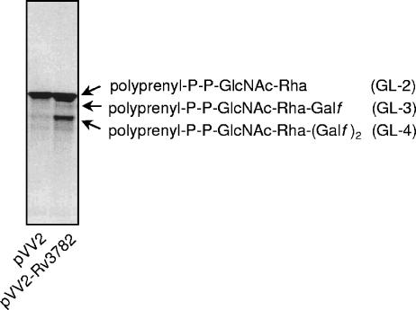 FIG. 5.