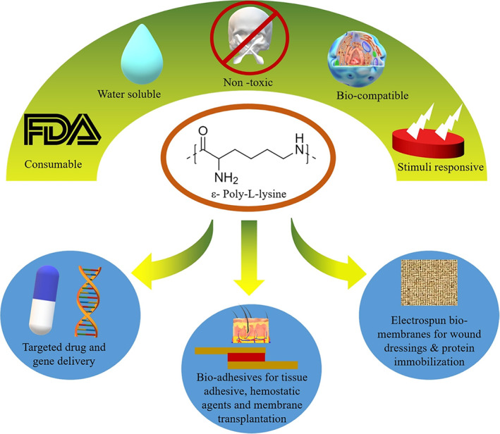 Polylysine for skin regeneration: A review of recent advances and ...