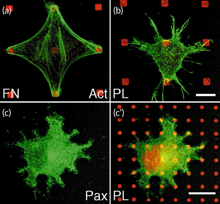 FIGURE 3