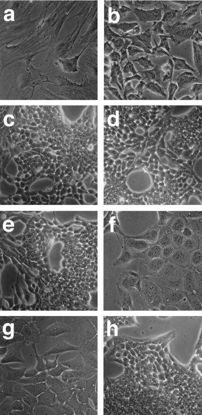 FIG. 6