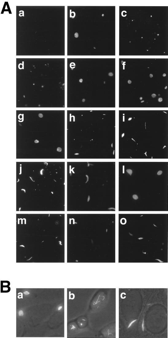 FIG. 8