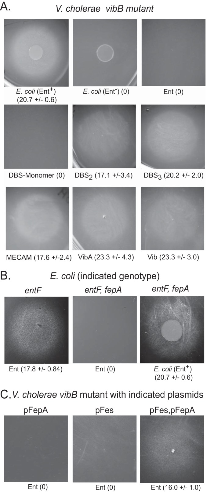 FIG 2