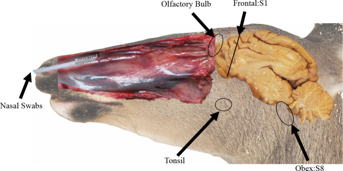 Fig. 1.