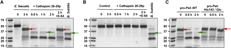 Figure 7