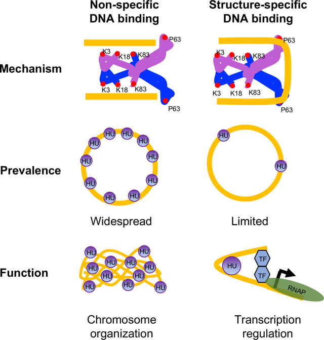 graphic file with name nihms-1883732-f0001.jpg