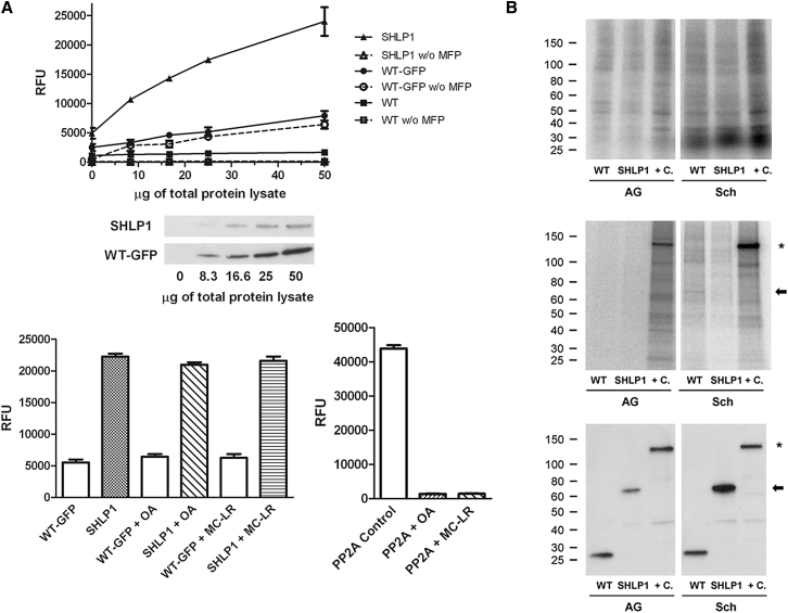 Figure 2