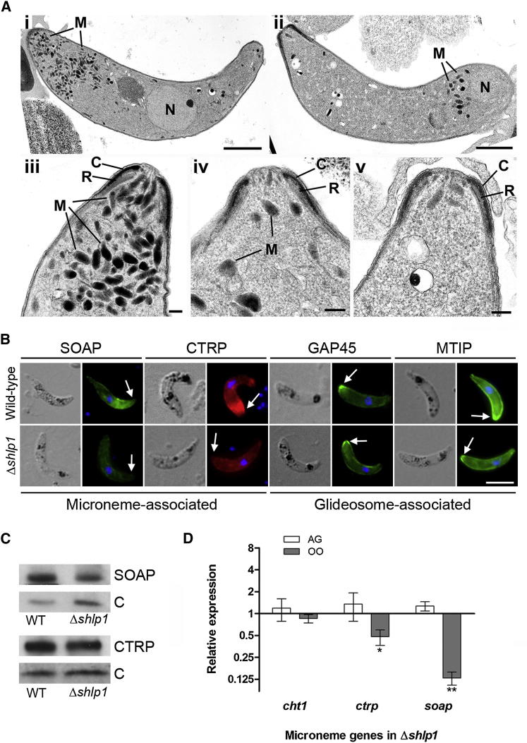 Figure 4