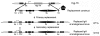 FIG 2