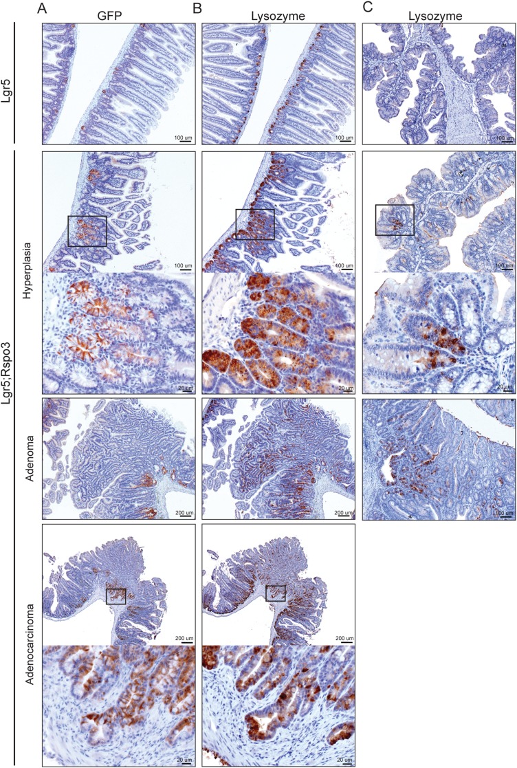 Figure 3