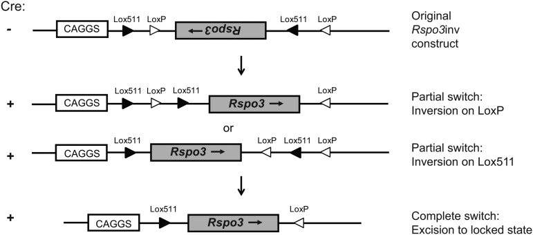 Figure 1