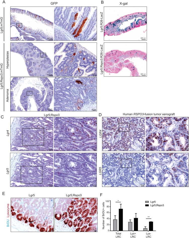 Figure 5