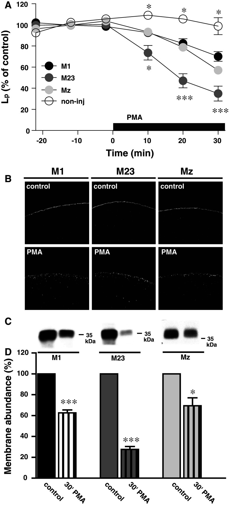 Fig. 6