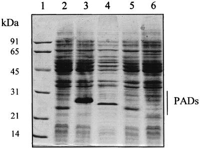 FIG. 3