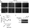 FIGURE 7: