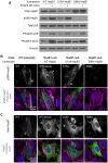 FIGURE 6: