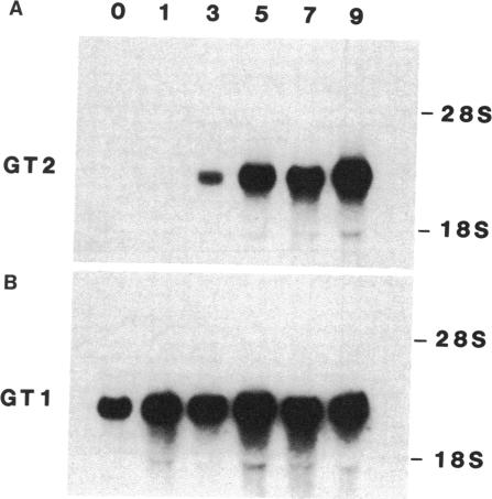 graphic file with name pnas00249-0172-a.jpg