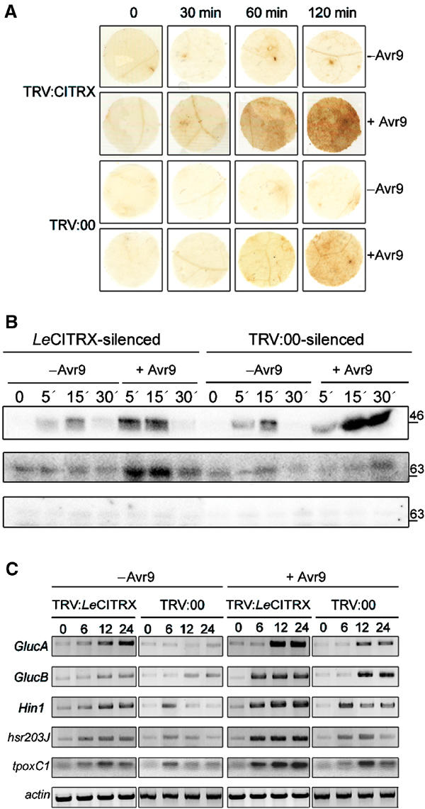 Figure 6