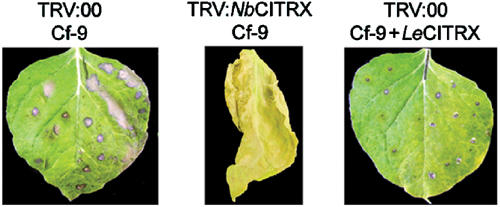 Figure 5