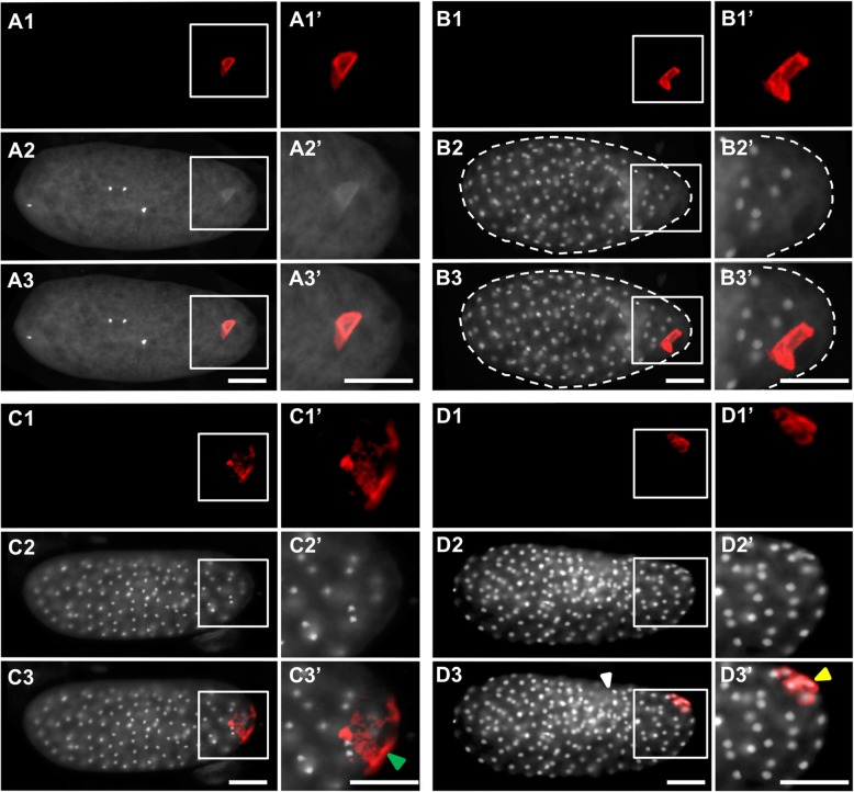 Fig. 11.