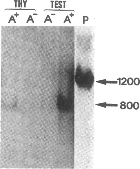 graphic file with name pnas00335-0309-a.jpg