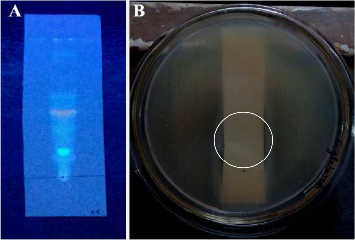 Fig. 7