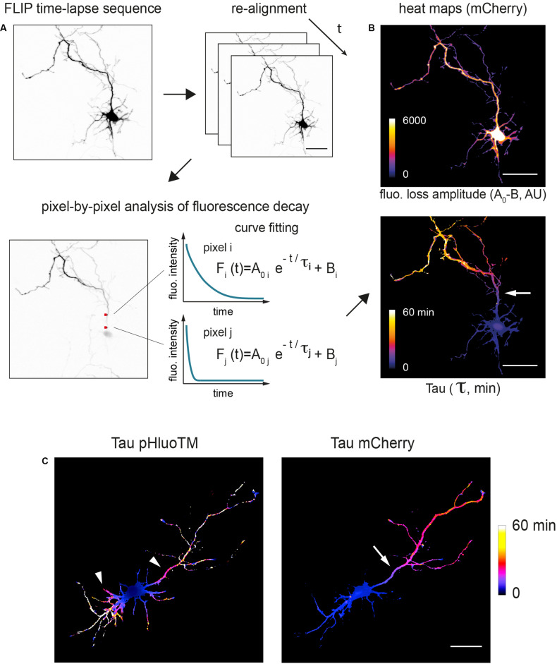 FIGURE 4