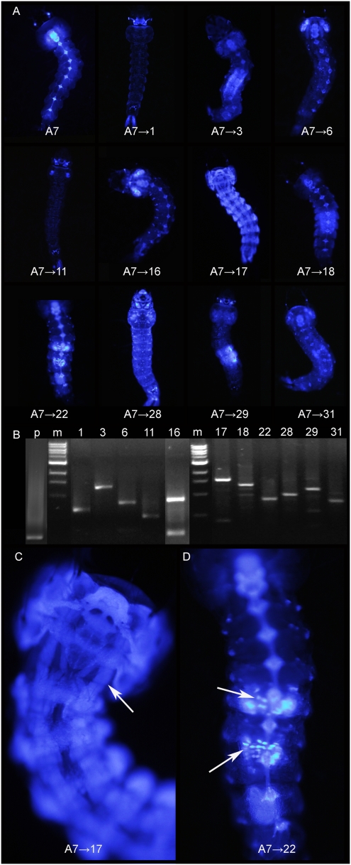 Fig. 2.