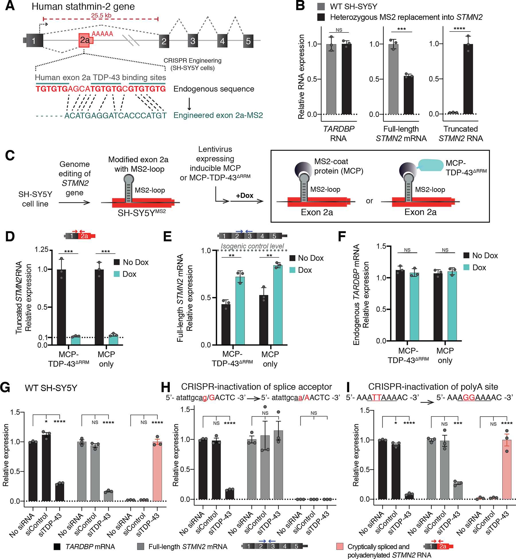 Mechanism of STMN2 cryptic splice/polyadenylation and its correction ...