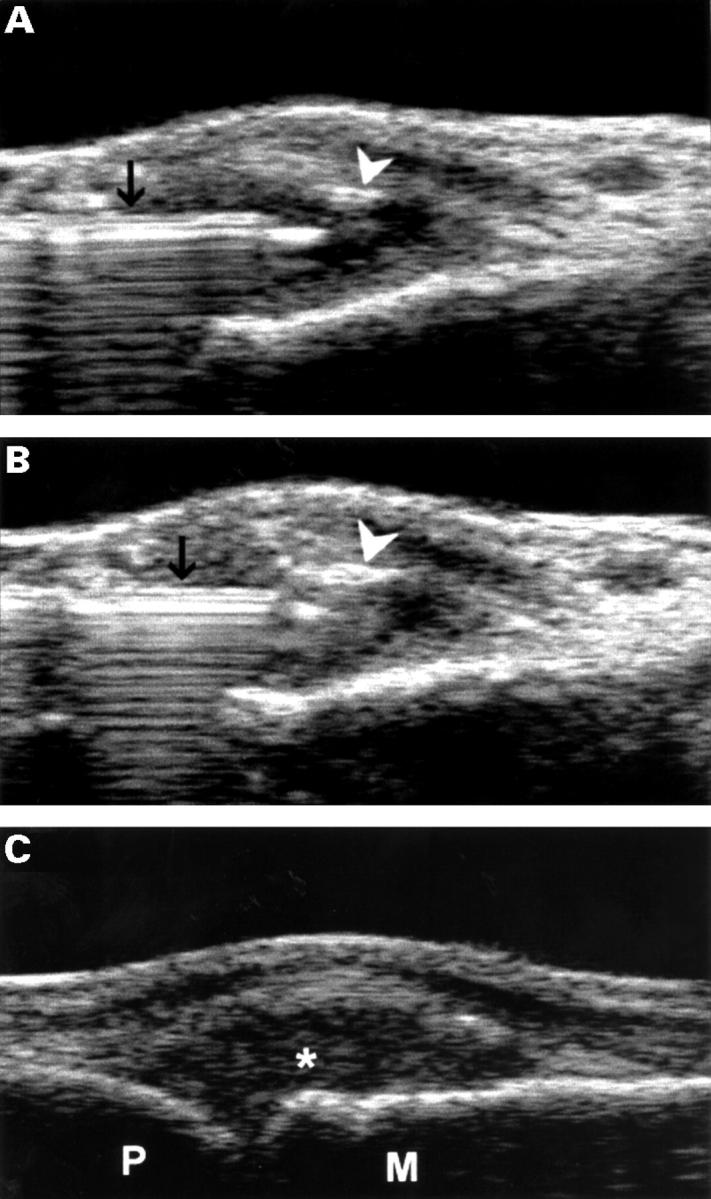 Figure 5  