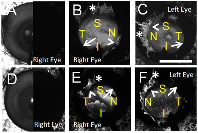 Fig 7