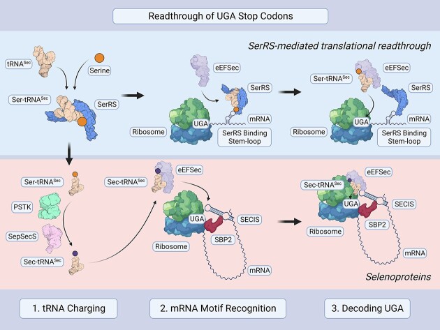 Graphical Abstract