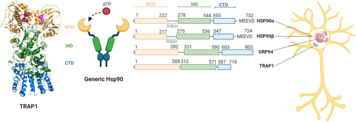 FIGURE 2