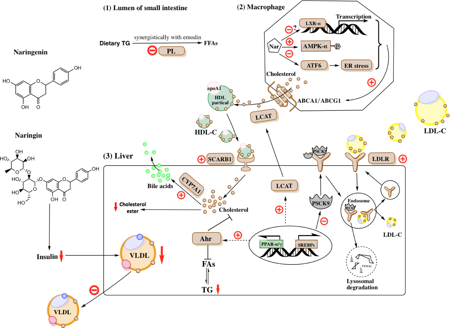 Figure1.